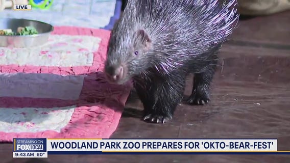 Seattle's Woodland Park Zoo prepares for 'OktoBEARfest'