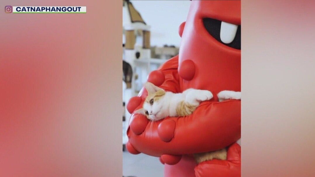 Inside Huntington Beach's Catnap Hangout