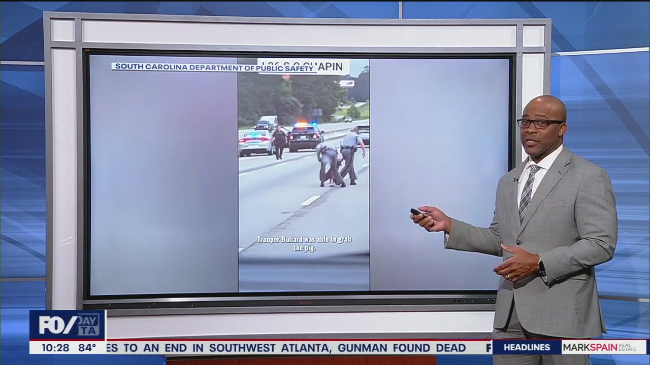 Loose pig leads South Carolina police on chase