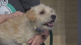 Pet Project: LoJack from Michelson Found Animals Adopt and Shop