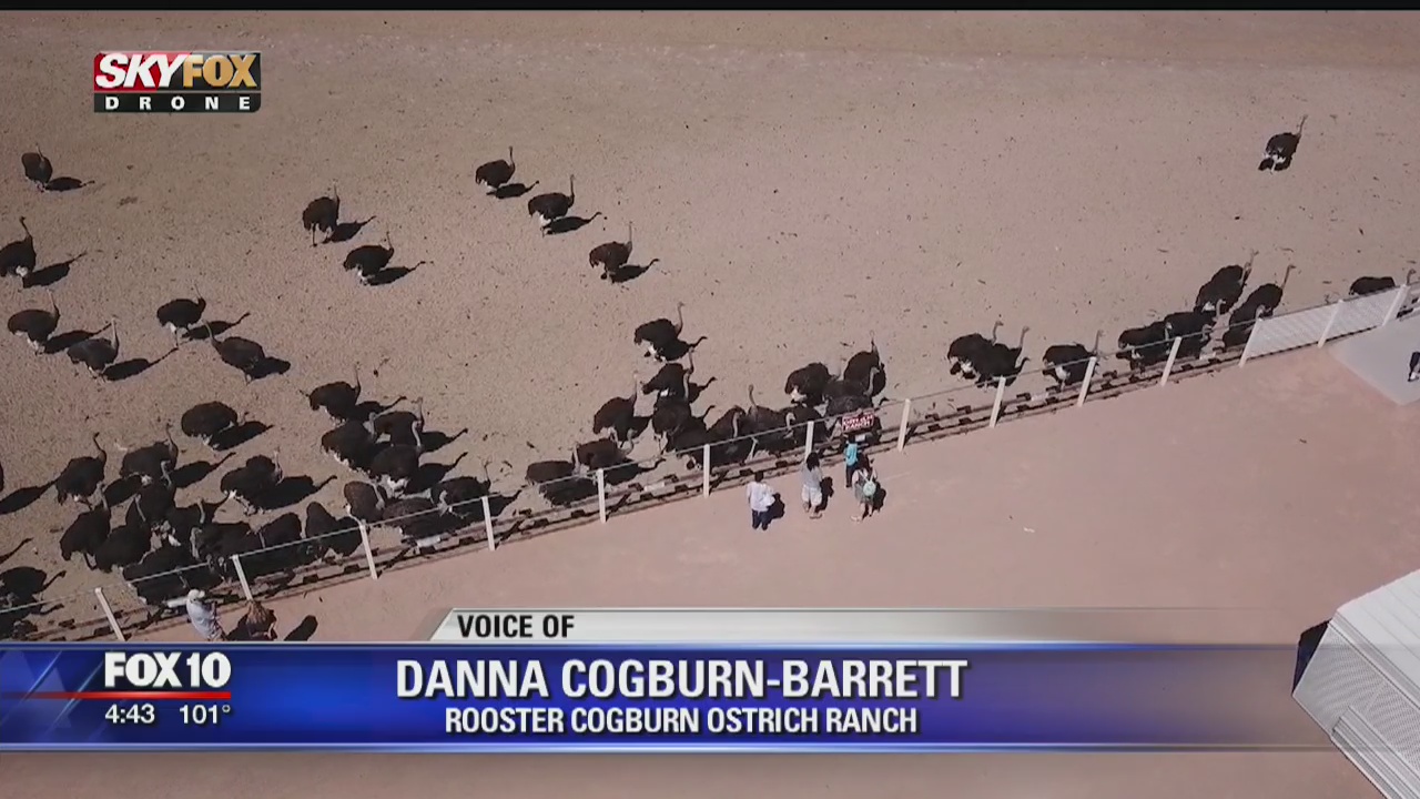 Drone Zone: Rooster Cogburn Ostrich Ranch