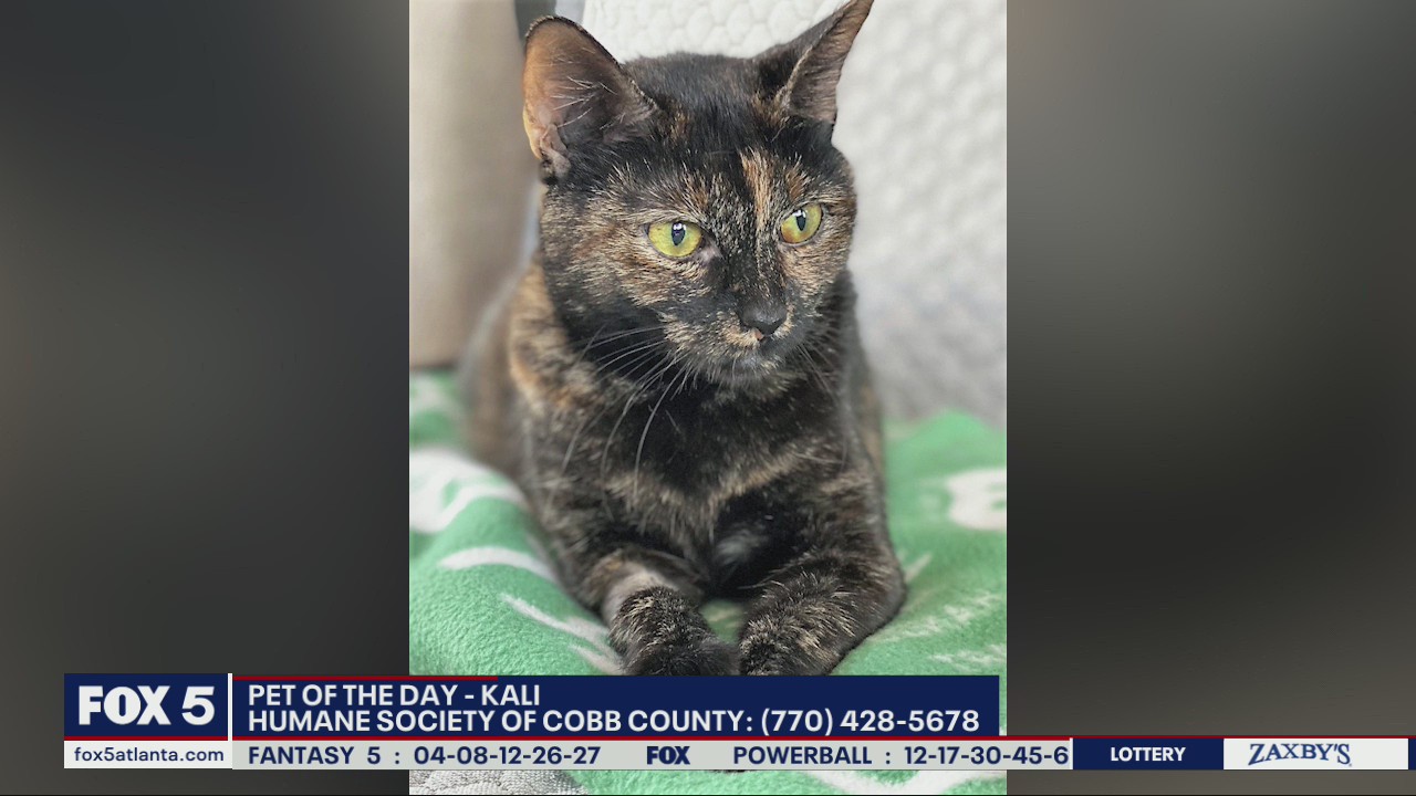 Pet of the Day from the Humane Society of Cobb County
