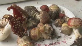 Mpls Mayor Frey drops psychedelics enforcement