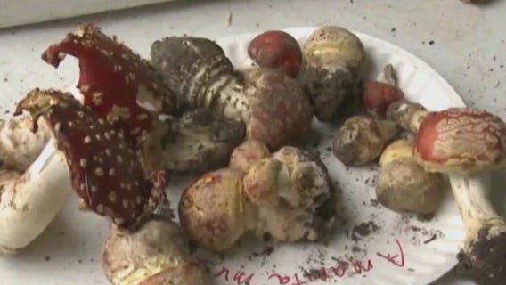 Mpls Mayor Frey drops psychedelics enforcement