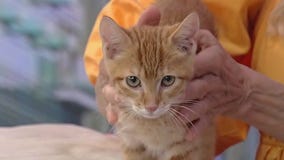 Meet Garfield: Our Pet of the Day