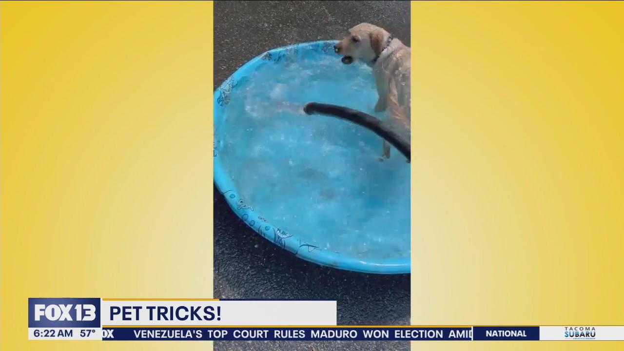 Pet Tricks for Friday, August 23