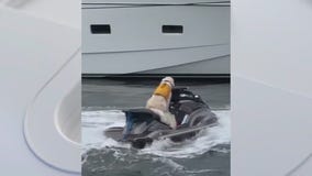 Florida dog spotted riding on jet ski