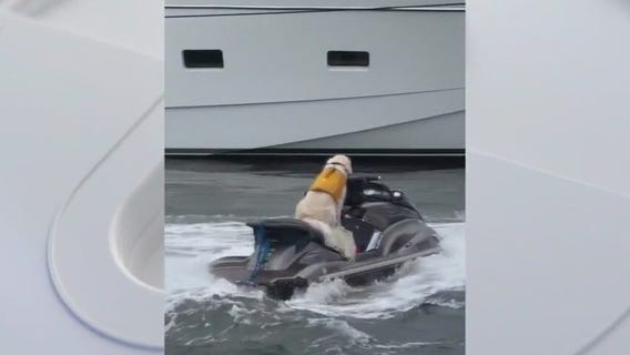 Florida dog spotted riding on jet ski