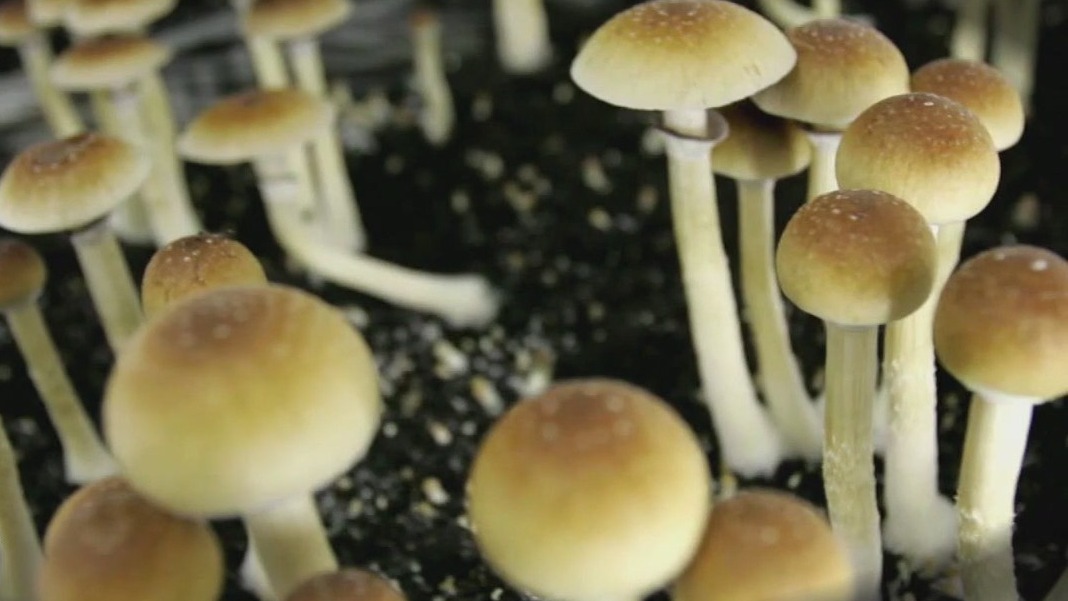 MN reviews using psychedelics for mental health