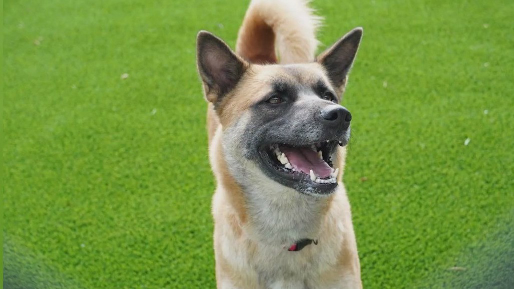 Meet Kiki: Today's Pet of the Day