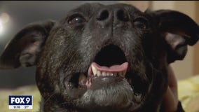 Family reunited with their dog who ran away during house fire