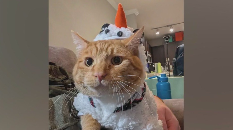 Meet Knox: Our Pet of the Day