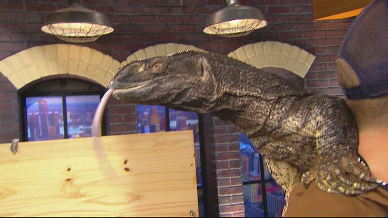 Lou's Pet Shop brings some exotic animals on The Nine