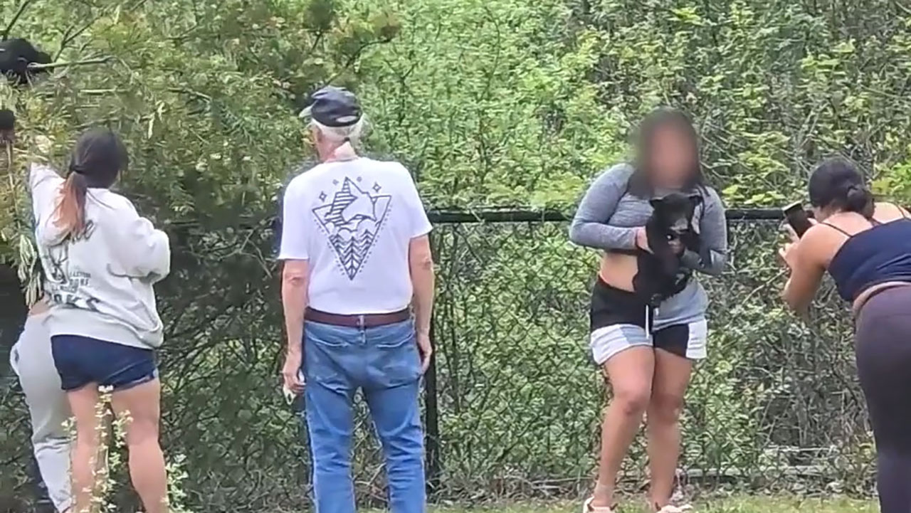 People pull bear cubs from trees for selfies