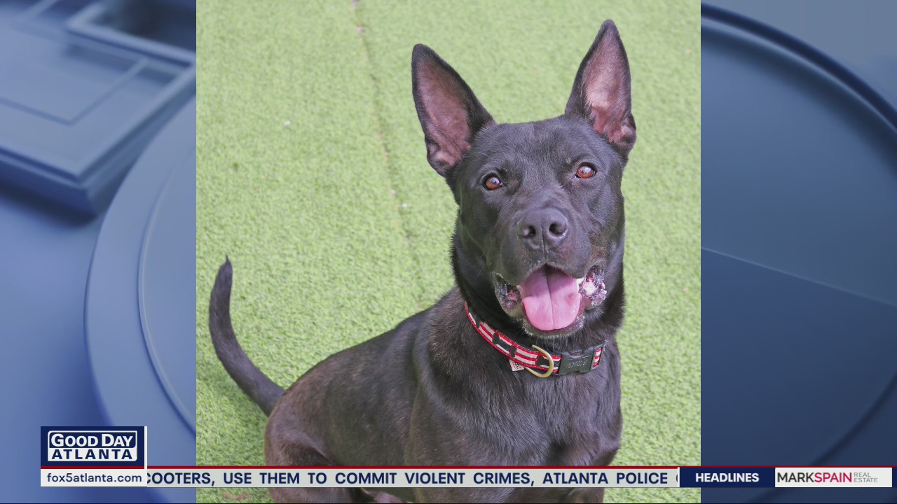 Pet of the Day from the Humane Society of Northeast Georgia