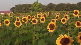 Sunflower fields in full bloom at Lino Lakes farm