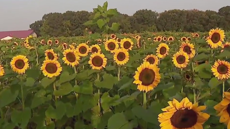 Sunflower fields in full bloom at Lino Lakes farm