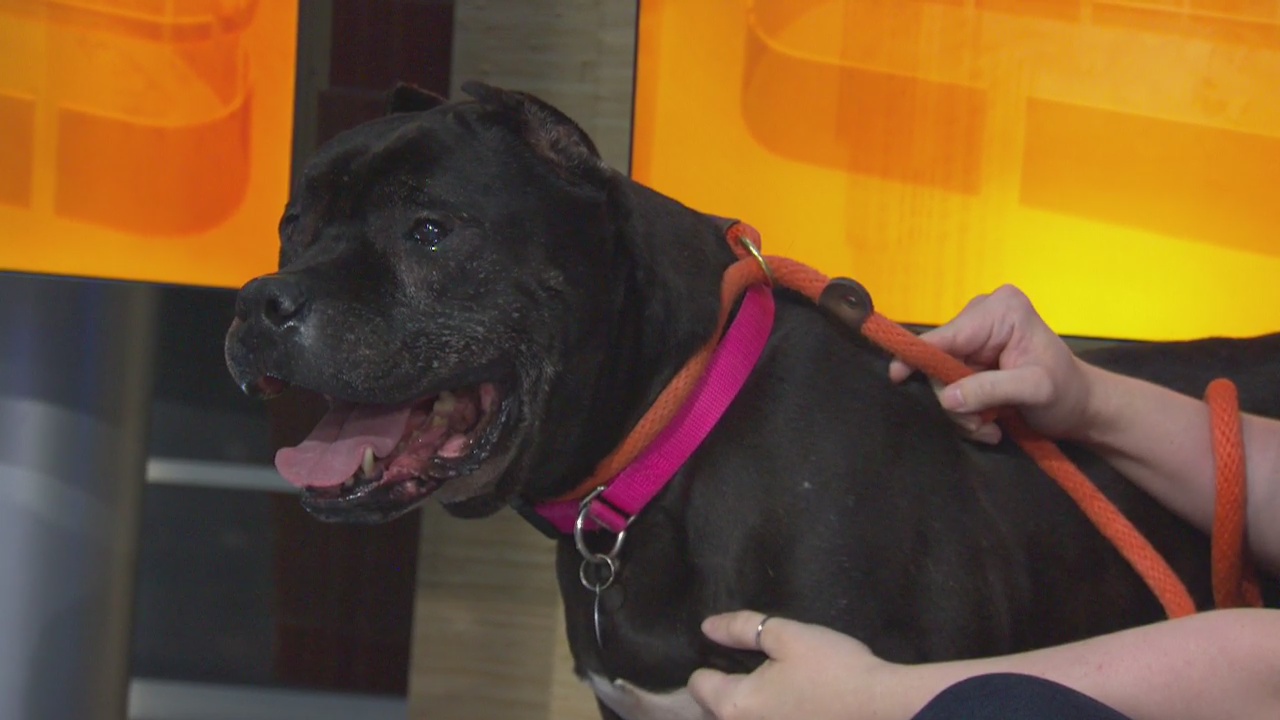 Pet Project: Enzo from Best Friends Los Angeles
