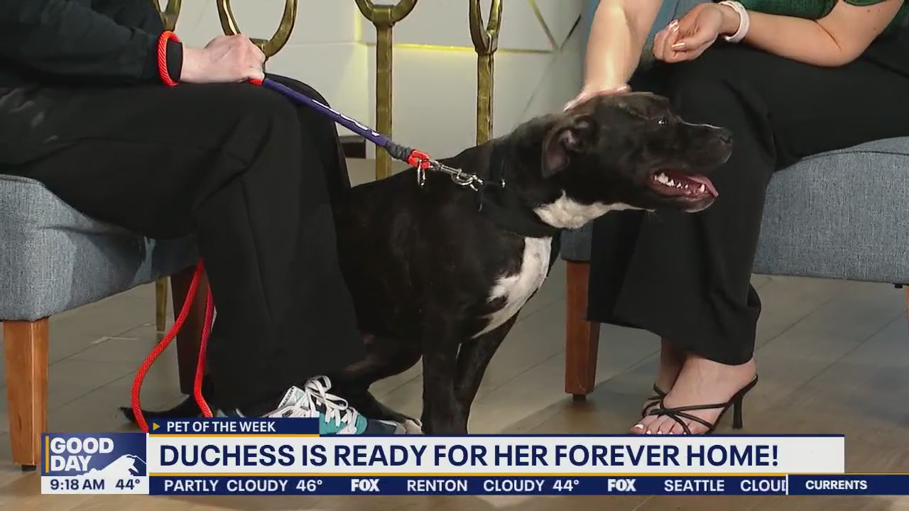 Pet of the Week: Duchess