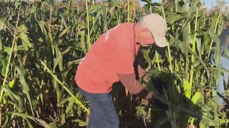 How Trump admin cuts affect Illinois farmers, food banks