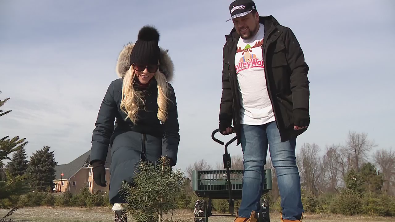 Jay and Amy's hunt for the perfect tree