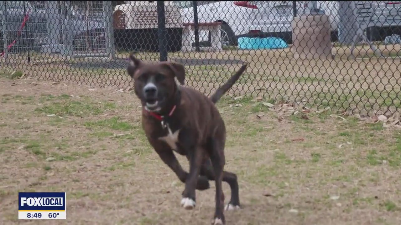 Pet of the day: Maddox