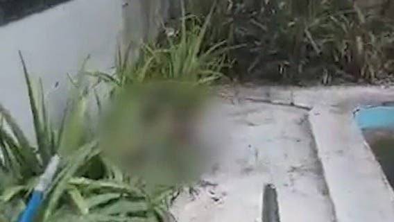 Raccoons dying in droves in Orlando yards