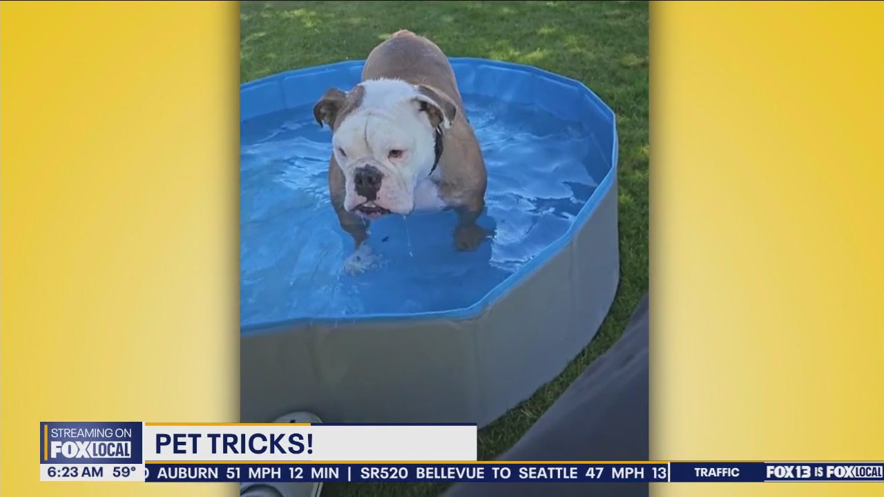 Pet Tricks for Tuesday, August 13