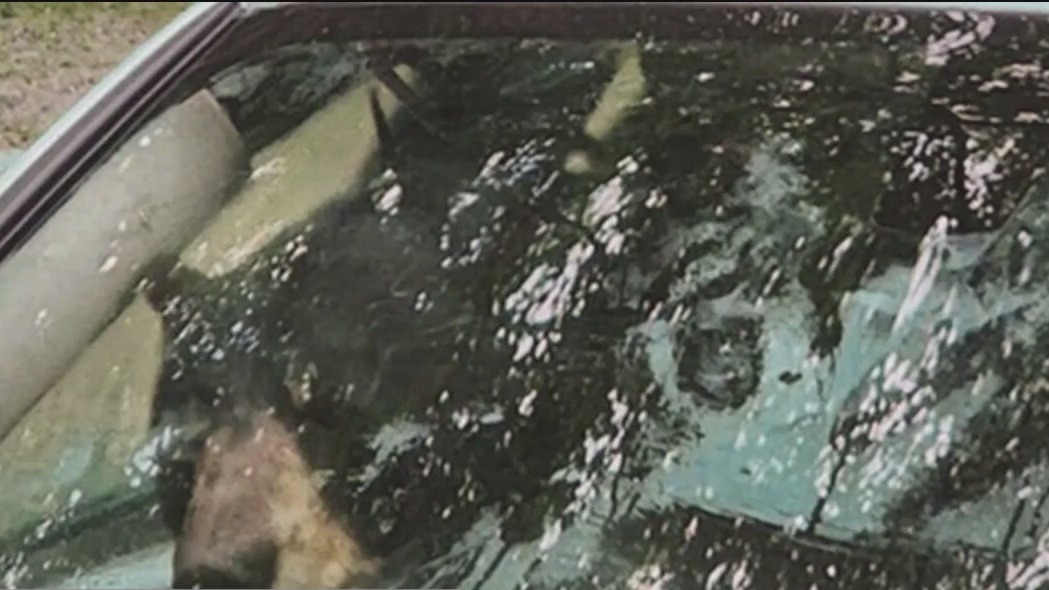 Across America: Bears get stuck in car