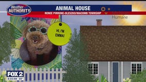 Welcome Kipper, Tiger, Jolene, Emma