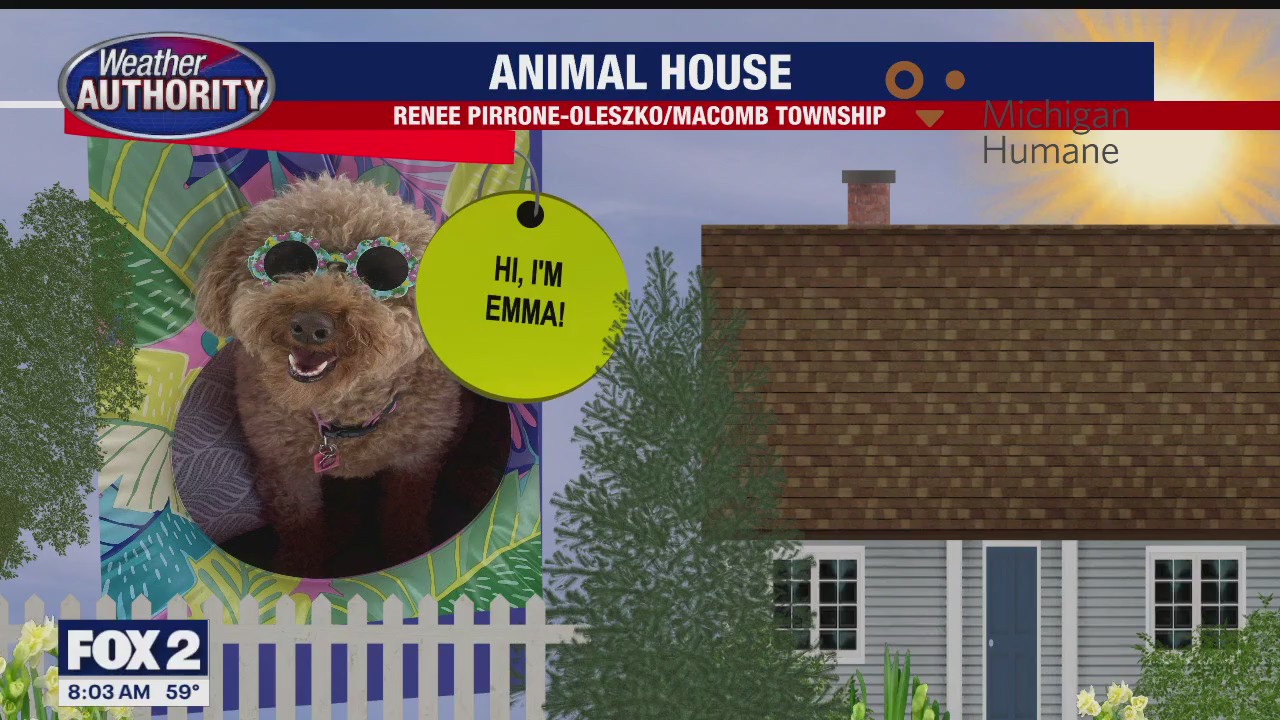 Welcome Kipper, Tiger, Jolene, Emma