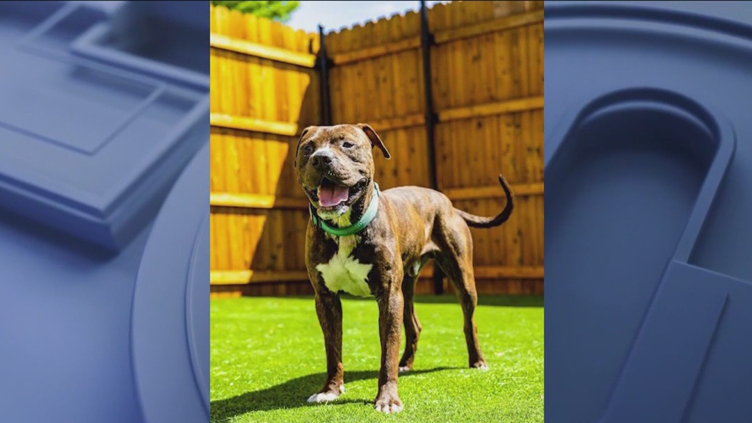 A.D.O.P.T. Pet Shelter looks to find foster homes for pets during the holidays