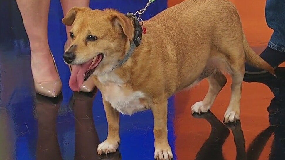 Pet of the Day: Khalvin