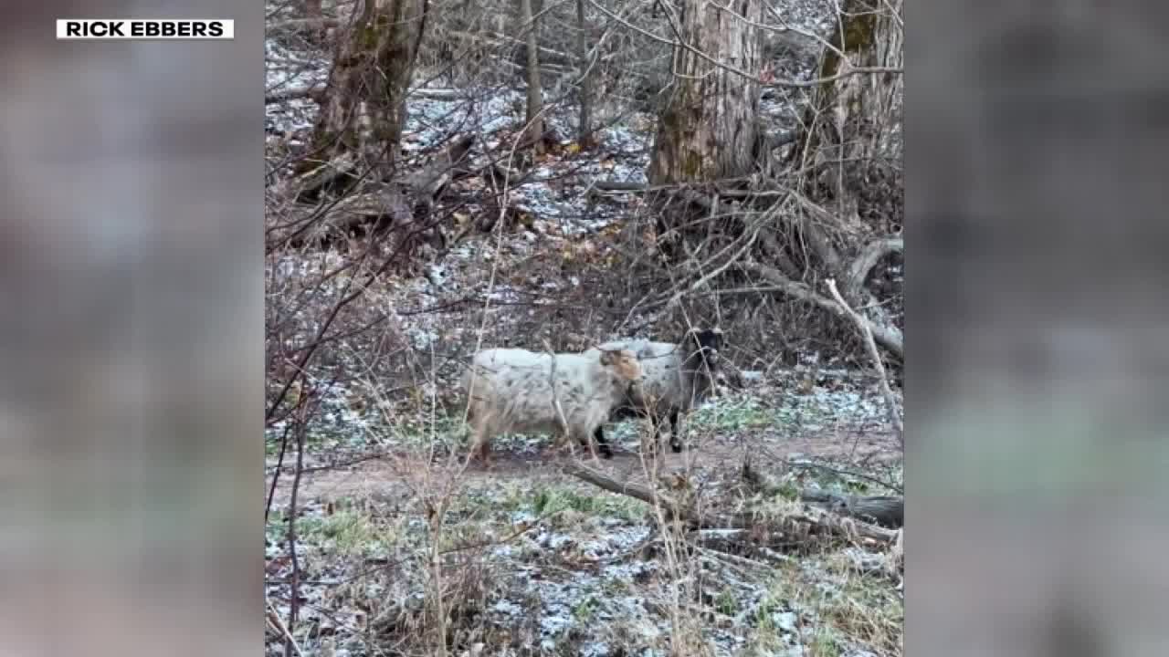 Push to catch wandering sheep