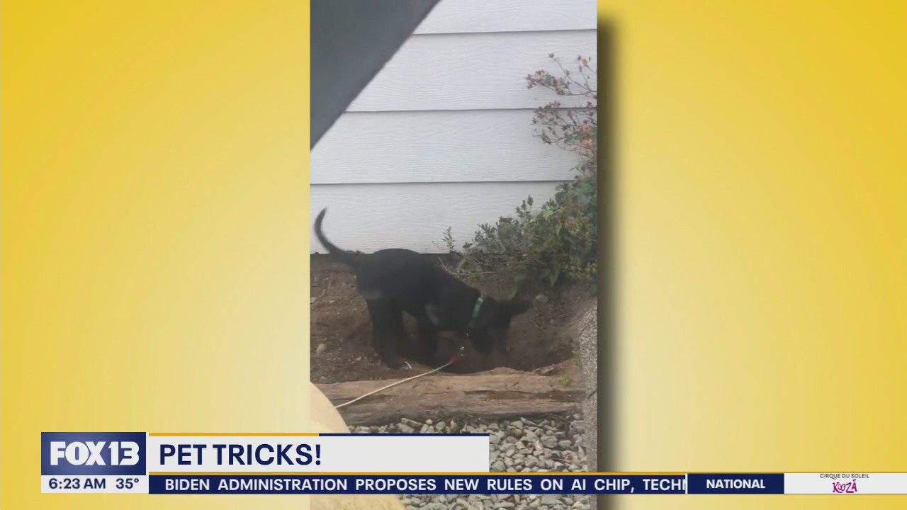 Pet Tricks for Tuesday, January 14