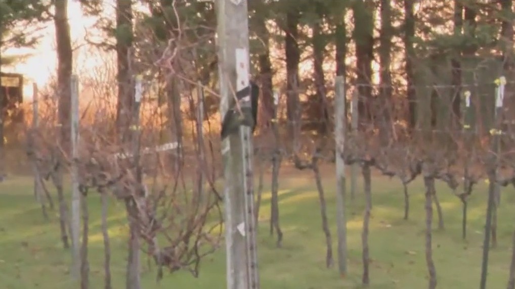 Ultimate Christmas card photo-op