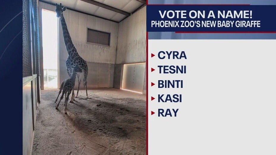 Phoenix Zoo asks public to help name baby giraffe