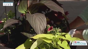 Fool-proof plants to add to your container garden