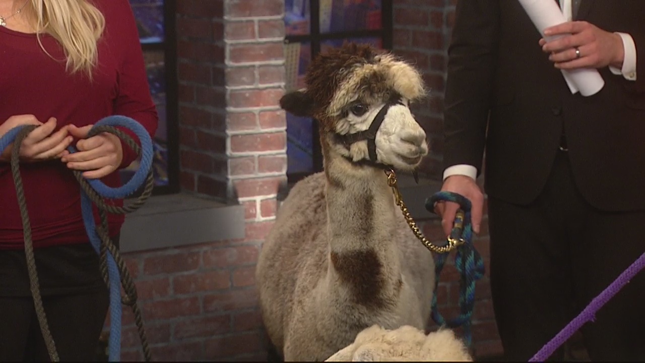 The gift that keeps on giving: Farm Animals