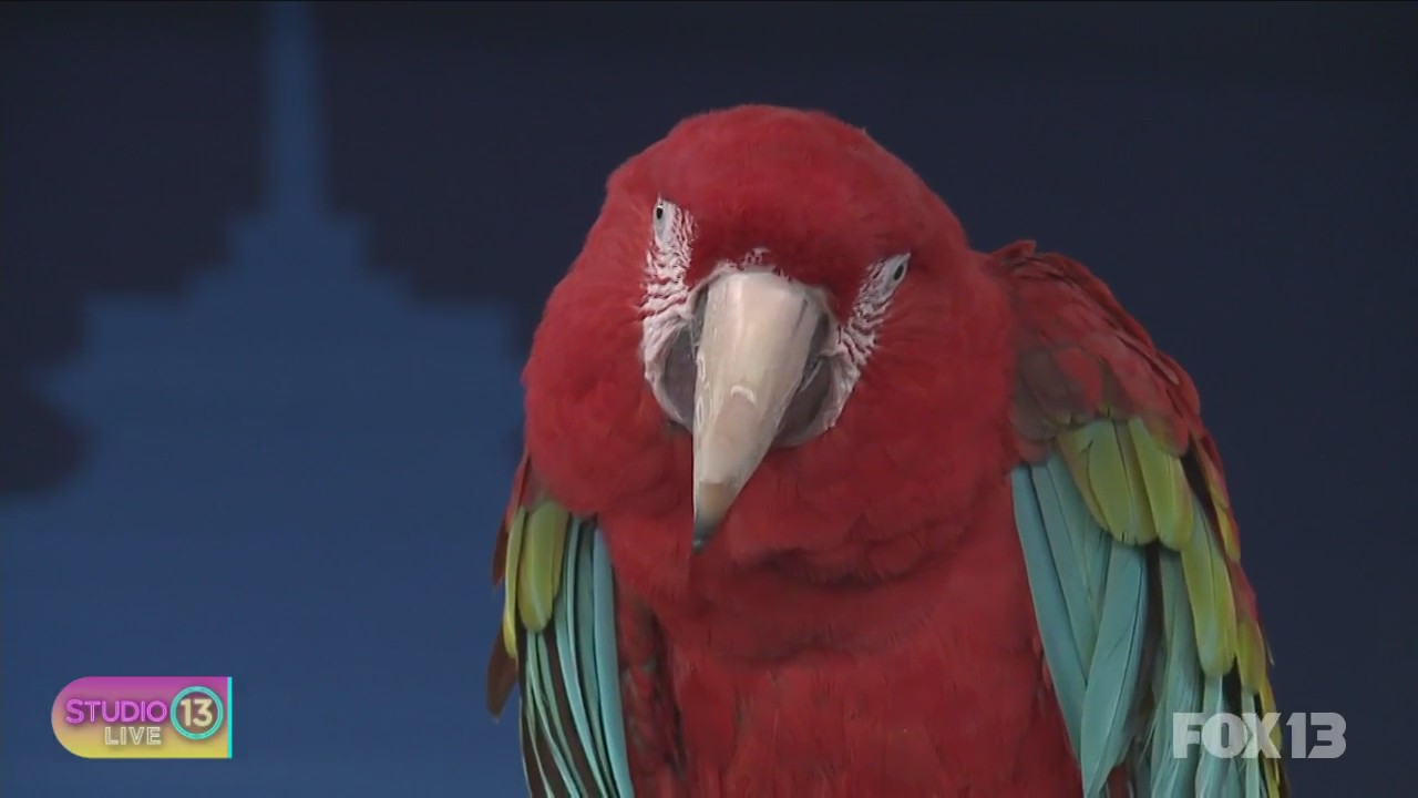 Seattle Parrot Expo happening this weekend