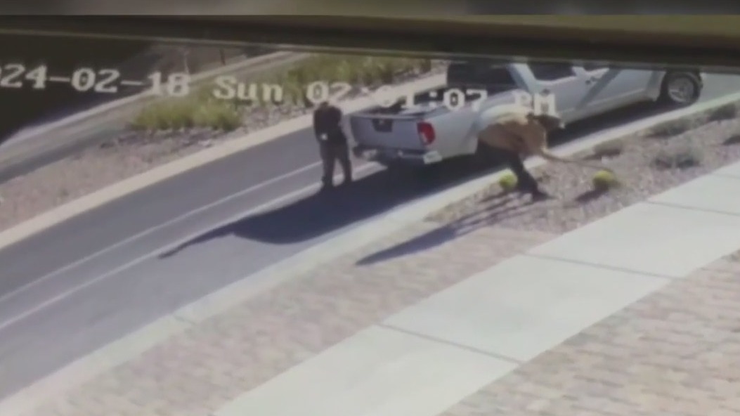 Thieves caught on camera stealing cacti