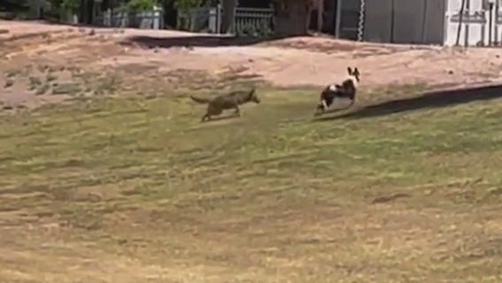 2 coyotes euthanized following attack in Scottsdale