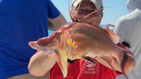 Hogfish bite is picking up near shore