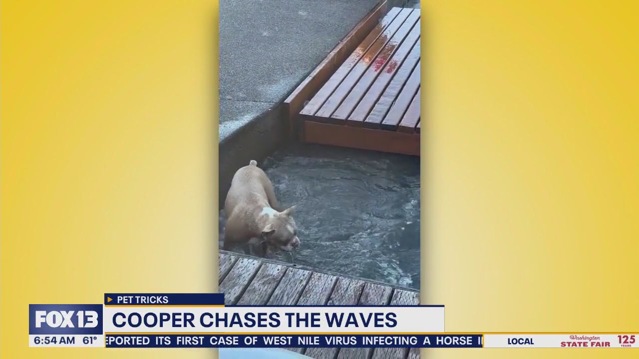 Pet Tricks for Wednesday, September 17