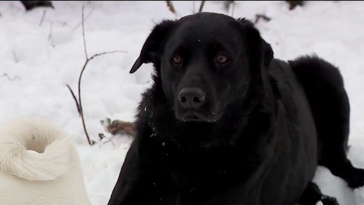 Future unclear for disabled dog rescue