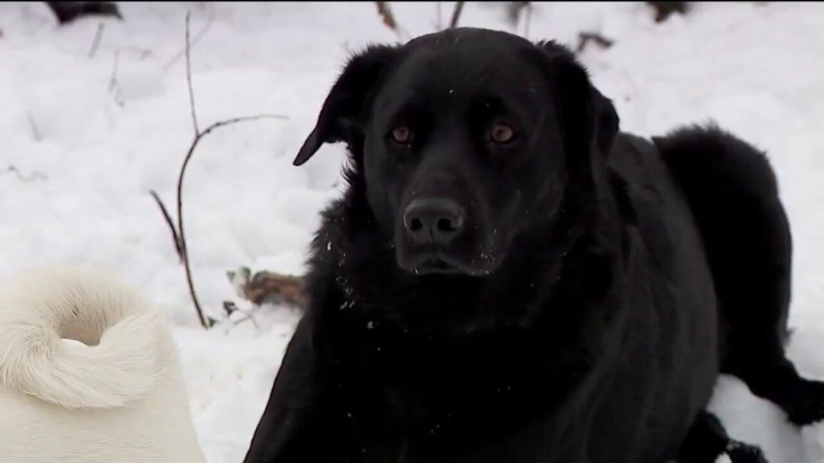 Future unclear for disabled dog rescue