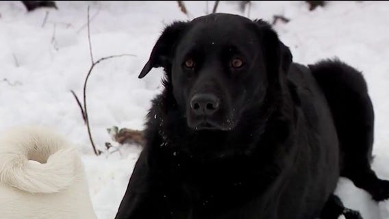 Future unclear for disabled dog rescue