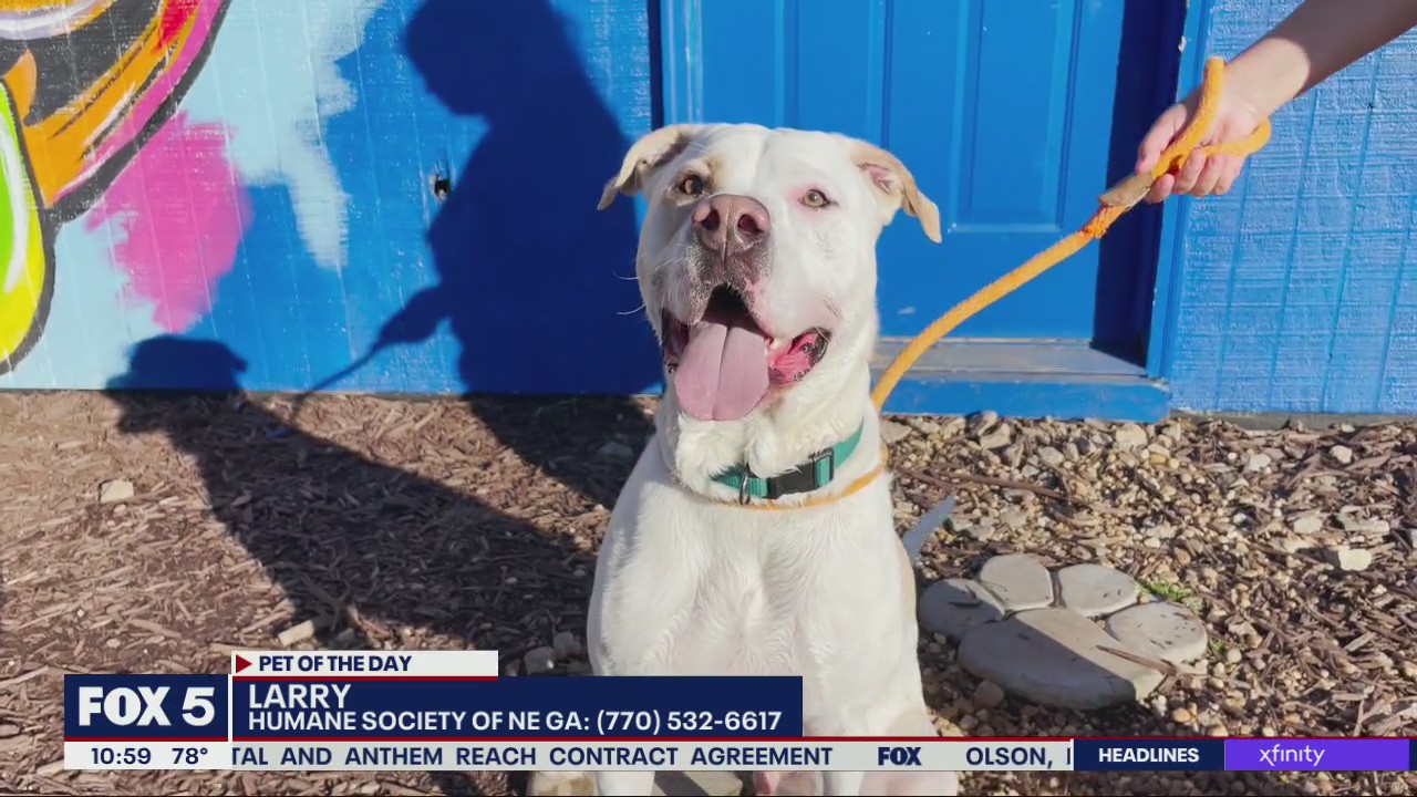 Pet of the Day from Humane Society of NE Georgia