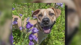 Dog of the Weekend: Carter at Texas Humane Heroes