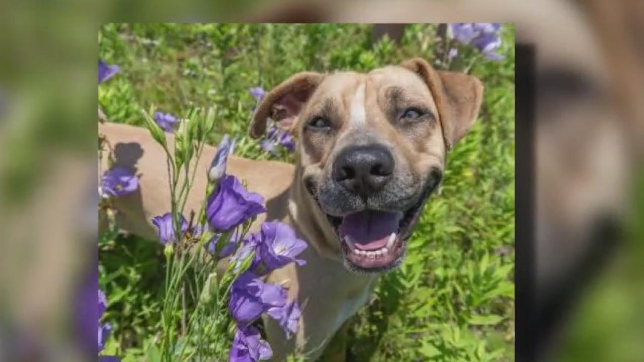 Dog of the Weekend: Carter at Texas Humane Heroes